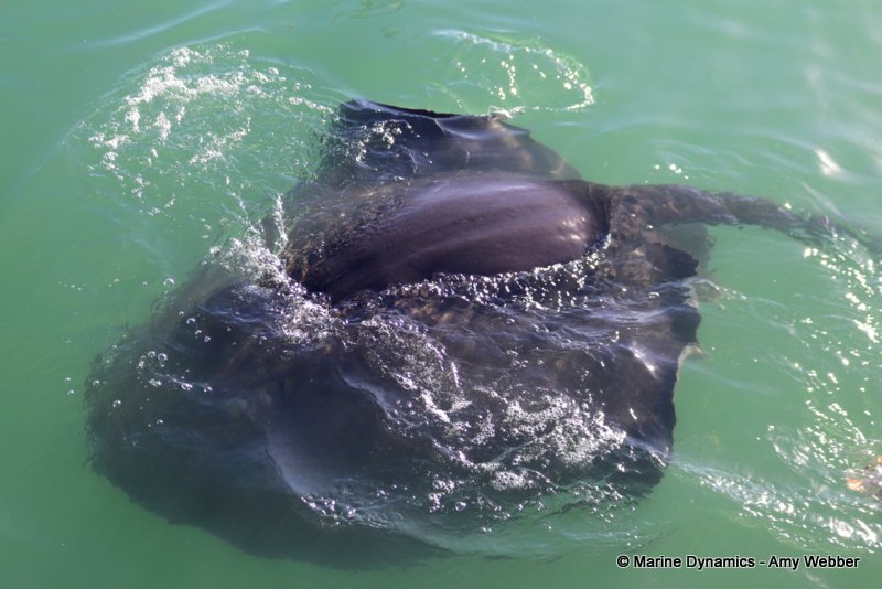 Short-tail stingray, South Africa