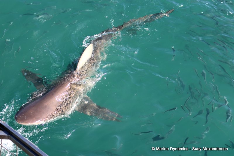 Bronze whaler shark, South Africa