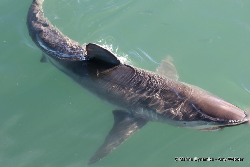 Bronze whaler shark, South Africa