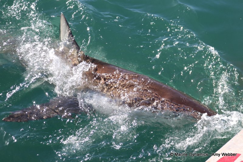 Bronze whaler shark, South Africa