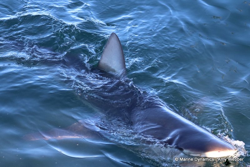 Bronze whaler shark, South Africa
