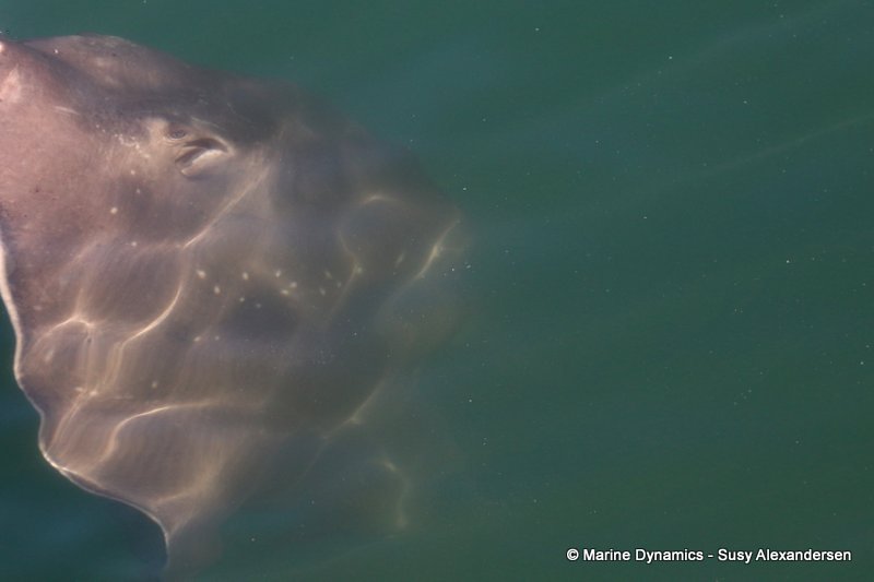 Shark Cage Diving, South Africa