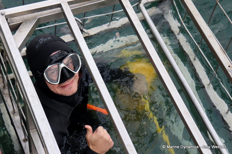 Shark Cage Diving, South Africa, Educational