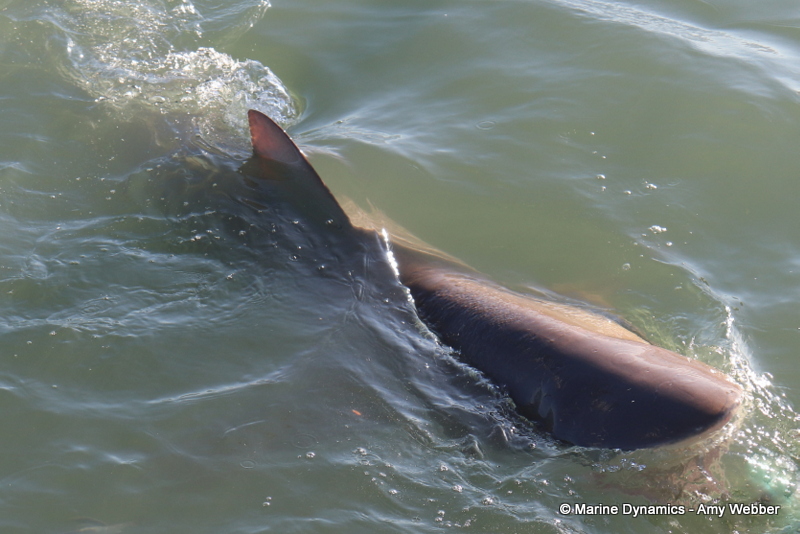 Shark cage diving, Gansbaai, South Africa, Bronze whaler
