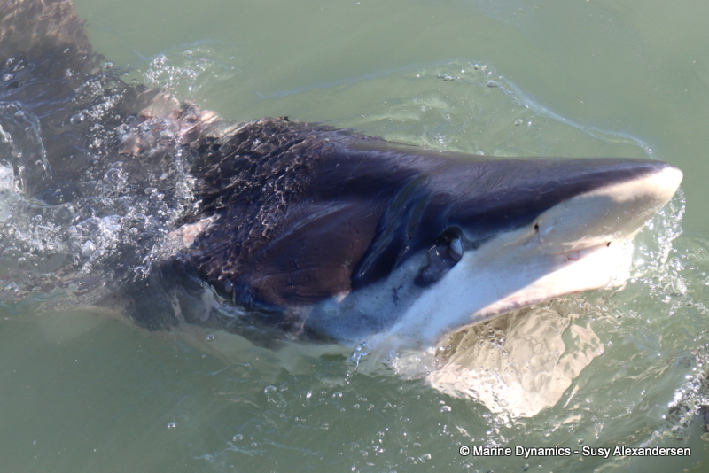 Shark Cage Diving, South Africa, Bronze whaler shark