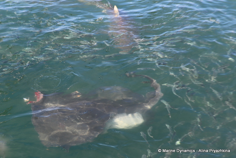 Shark Cage Diving, South Africa, Bronze whaler