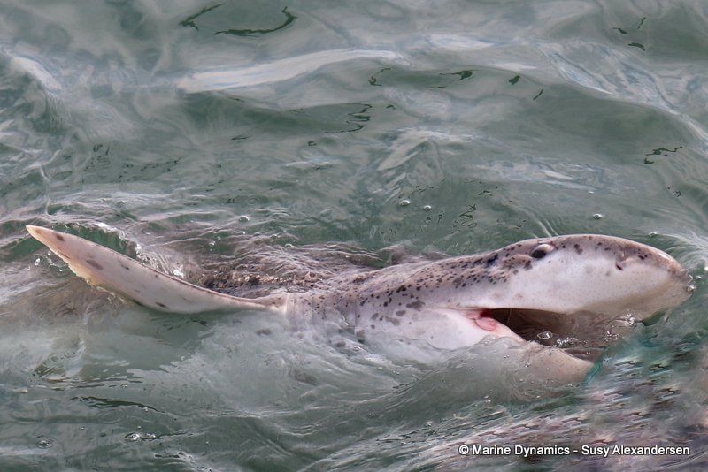 Shark Cage Diving, South Africa, Broadnose sevengill