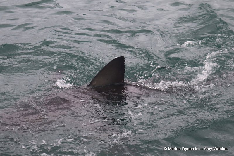 Great white shark, South Africa