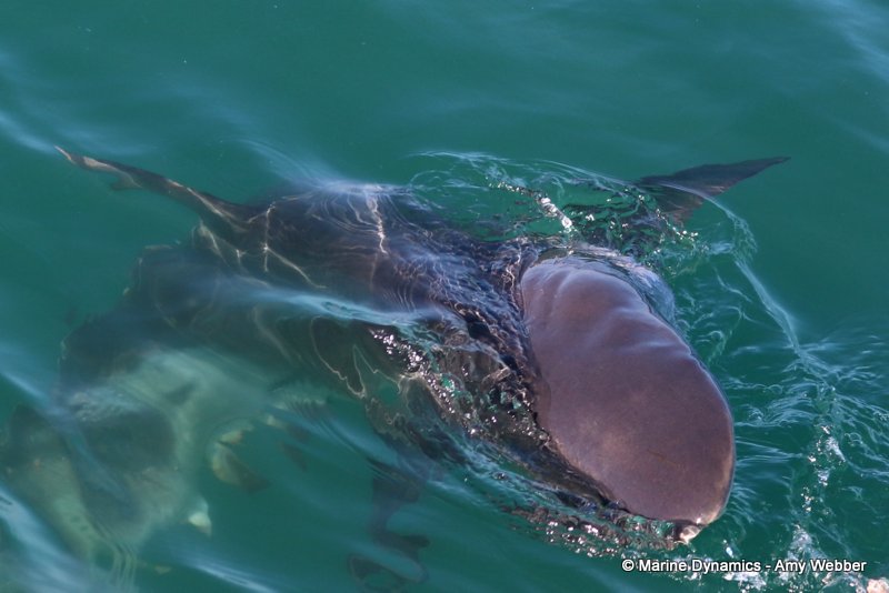 Bronze whaler shark, South Africa