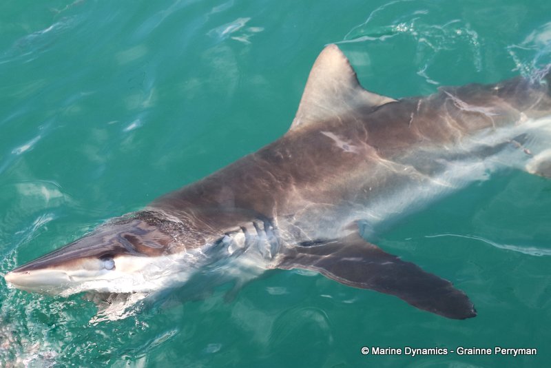 Bronze whaler shark, South Africa