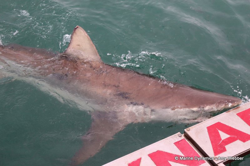 Bronze whaler shark, South Africa