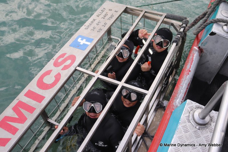Shark cage diving, South Africa