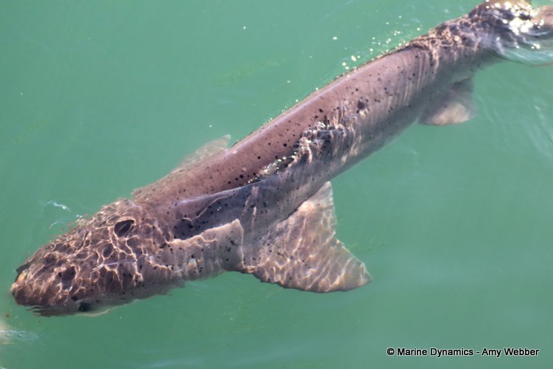 Broadnose sevengill shark, South Africa