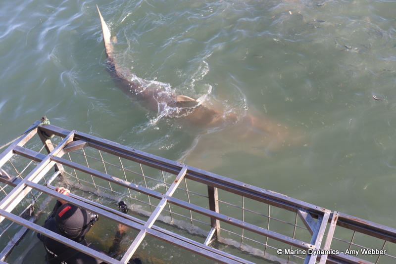 Shark cage diving, Gansbaai, South Africa, Bronze whaler
