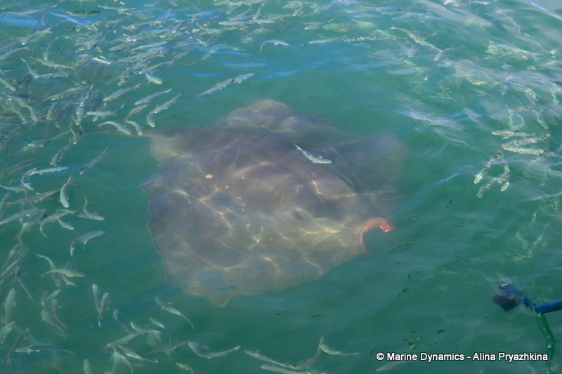 Shark Cage Diving, South Africa, Short-tail stingray
