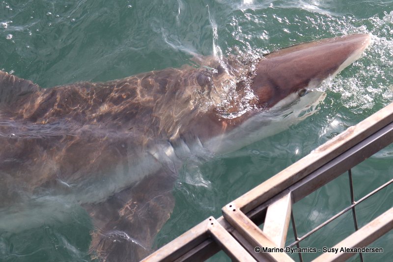 Shark Cage Diving, South Africa, Bronze whaler shark