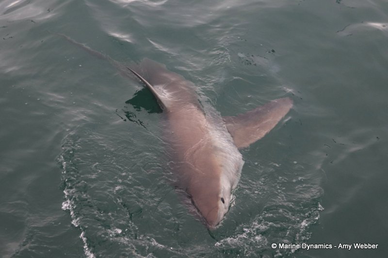 Great white shark, South Africa
