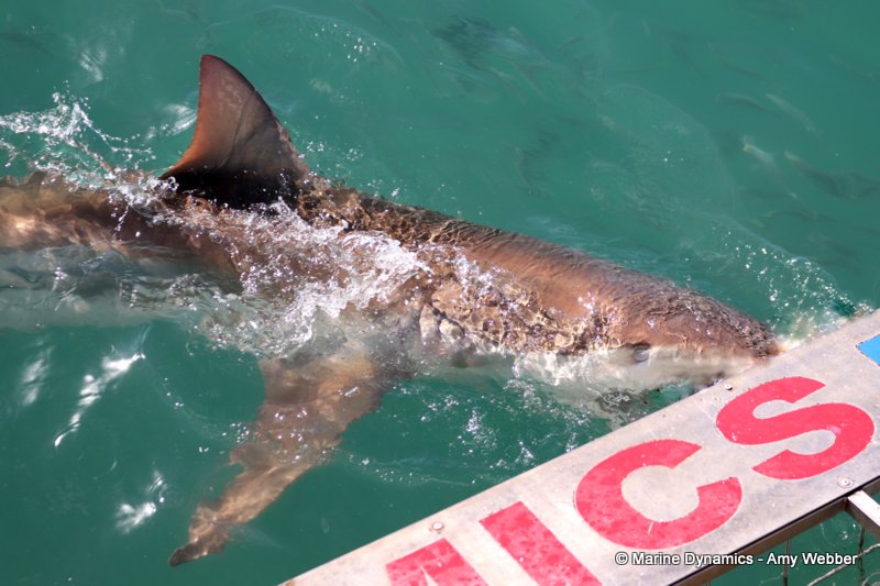 Bronze whaler shark, South Africa