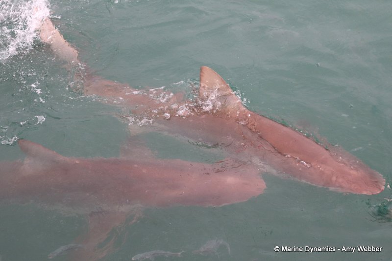 Bronze whaler shark, South Africa