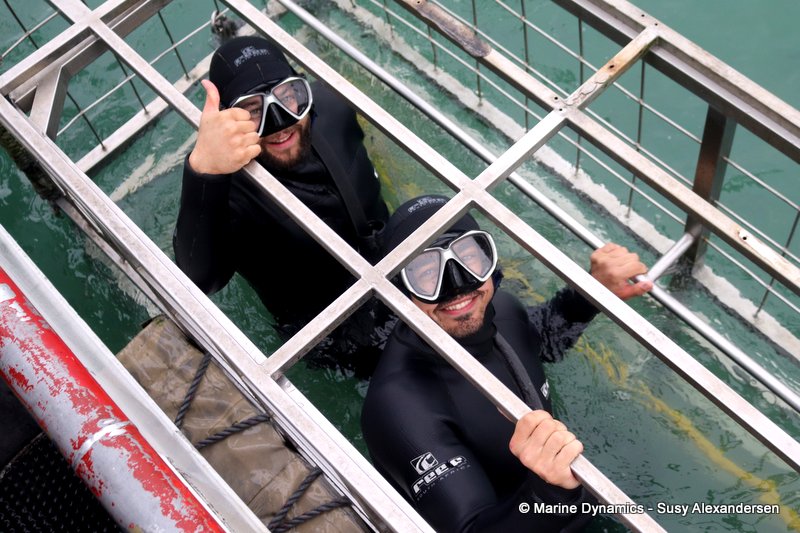 Shark Cage Diving, South Africa