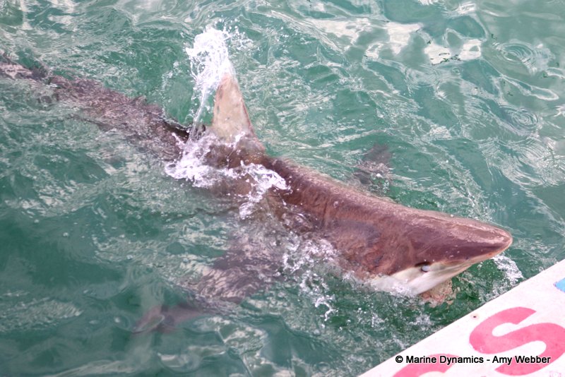 Shark cage diving, South Africa