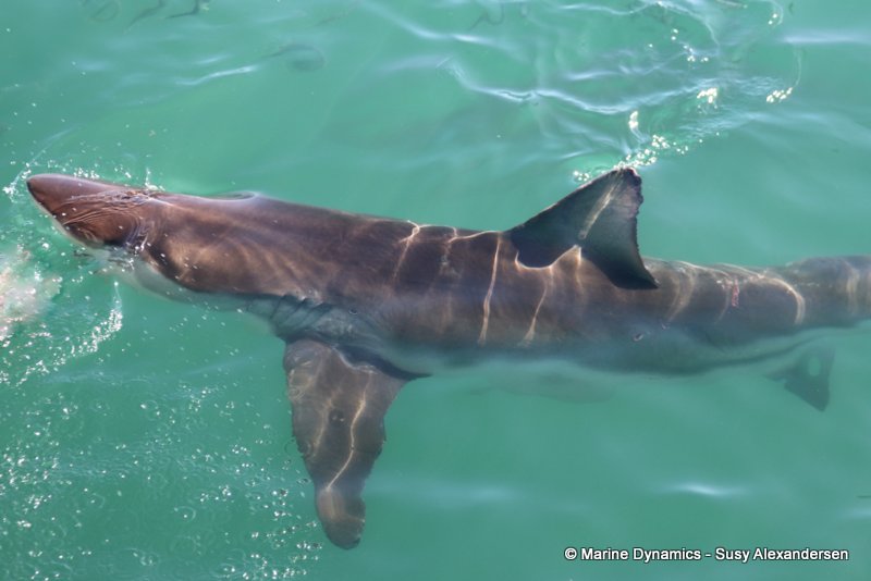 Bronze whaler shark, South Africa