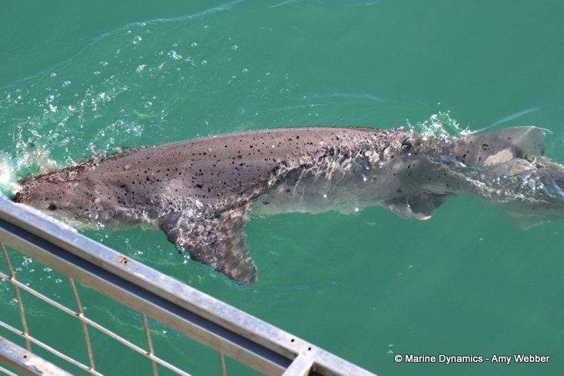 Broadnose sevengill shark, South Africa