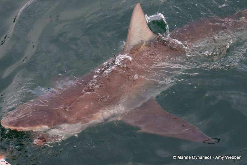 Shark Cage Diving, South Africa, Bronze whaler shark
