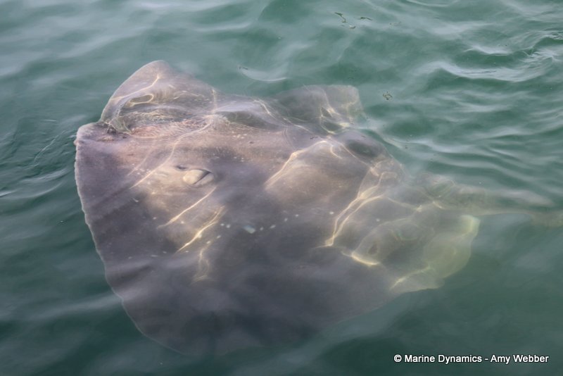 Shark Cage Diving, South Africa, Short-tail stingray