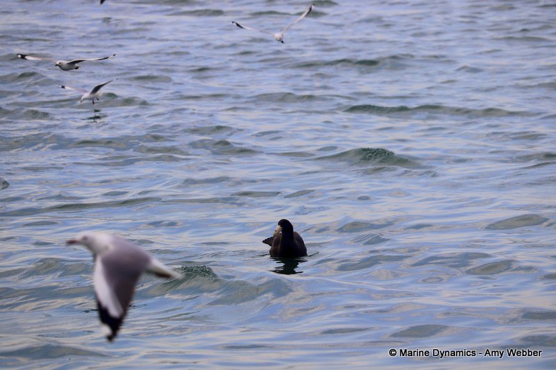 Shark Cage Diving, South Africa, Giant petrel