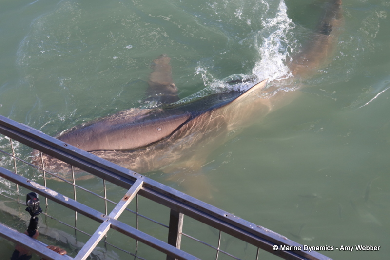 Shark cage diving, Gansbaai, South Africa, Bronze whaler