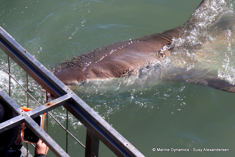Shark Cage Diving, South Africa, Bronze whaler shark