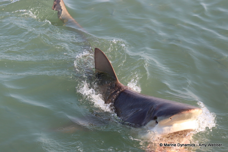 Shark cage diving, South Africa, Bronze whaler shark