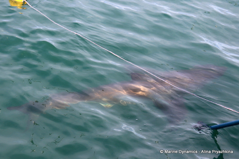 Shark Cage Diving, South Africa, Great White shark