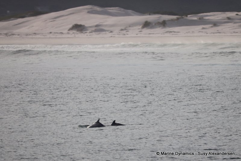 Shark Cage Diving, South Africa, Indian Ocean Humpback Dolphin