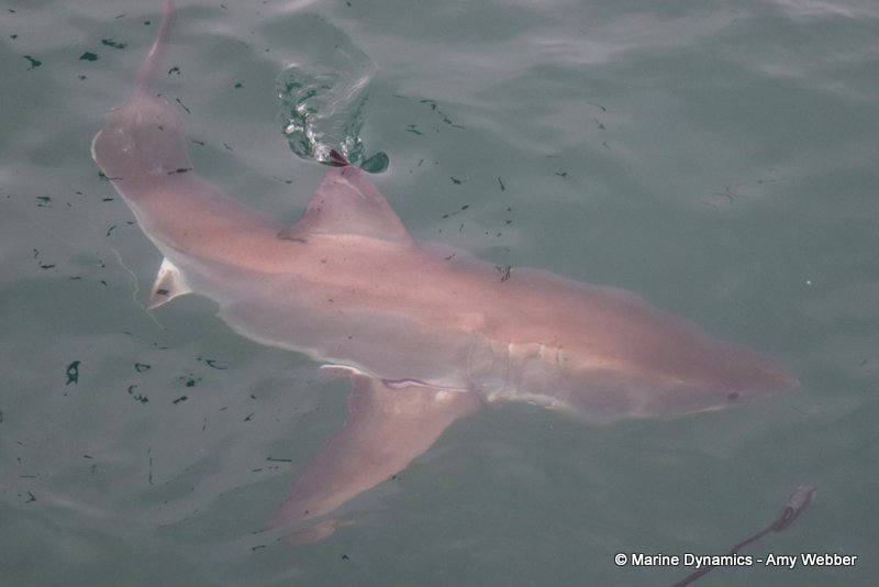 Great white shark, South Africa