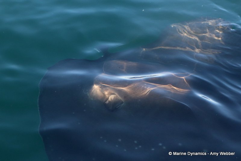 Short-tail stingray, South Africa