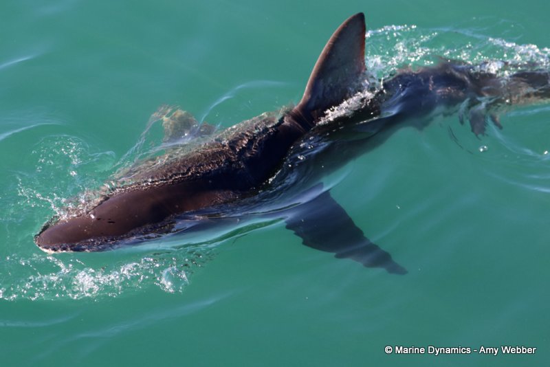 Bronze whaler shark, South Africa