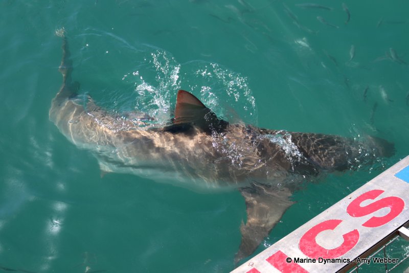 Bronze whaler shark, South Africa
