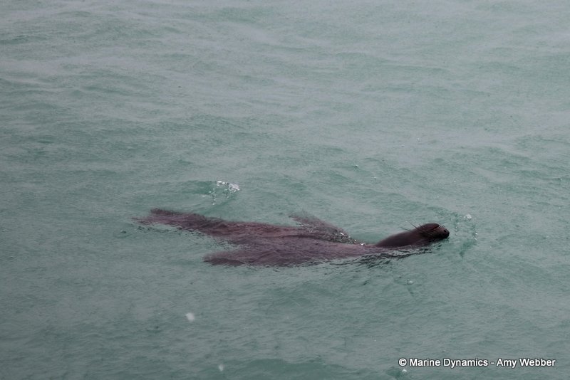 Cape fur seal, South Africa