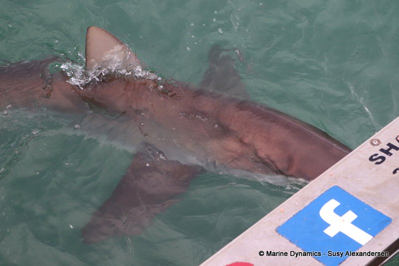 Bronze whaler shark, South Africa