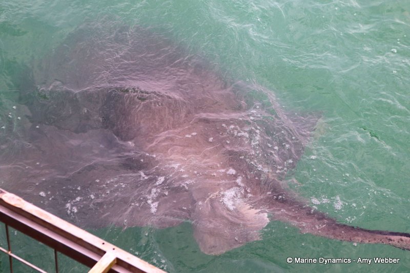 Shark cage diving, South Africa