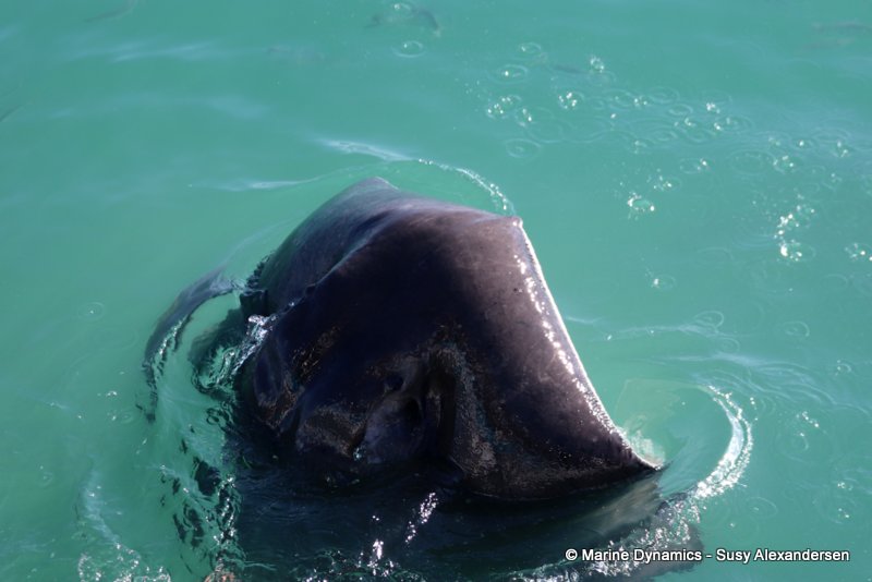 Short-tail stingray, South Africa