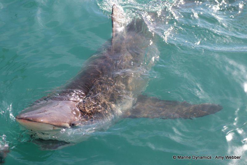 Bronze whaler shark, South Africa