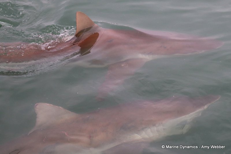 Bronze whaler sharks, South Africa