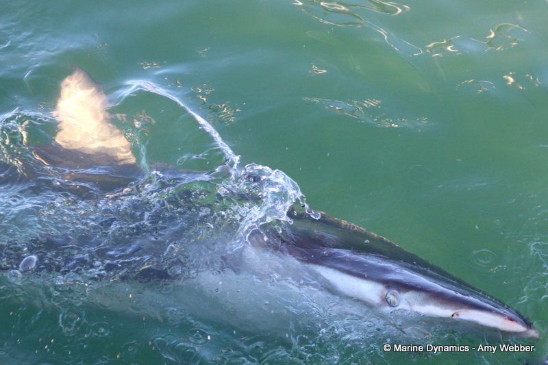 Bronze whaler shark, South Africa