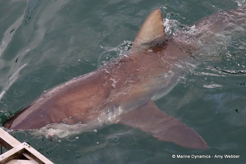 Shark Cage Diving, South Africa, Bronze whaler shark