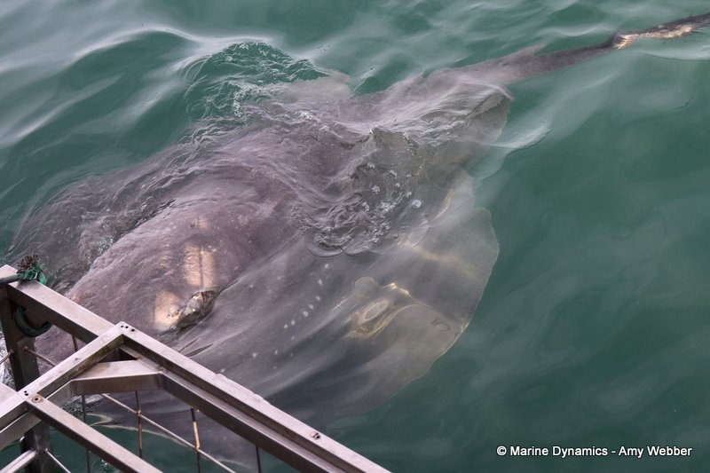 Shark Cage Diving, South Africa, Short-tail stingray