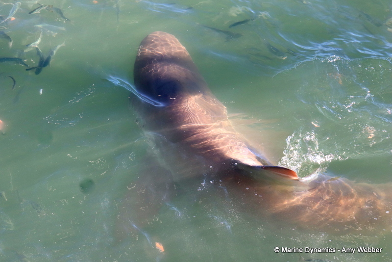 Shark cage diving, Gansbaai, South Africa, Bronze whaler