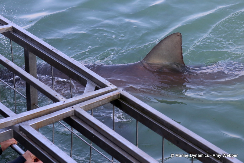 Shark cage diving, South Africa, Bronze whaler shark